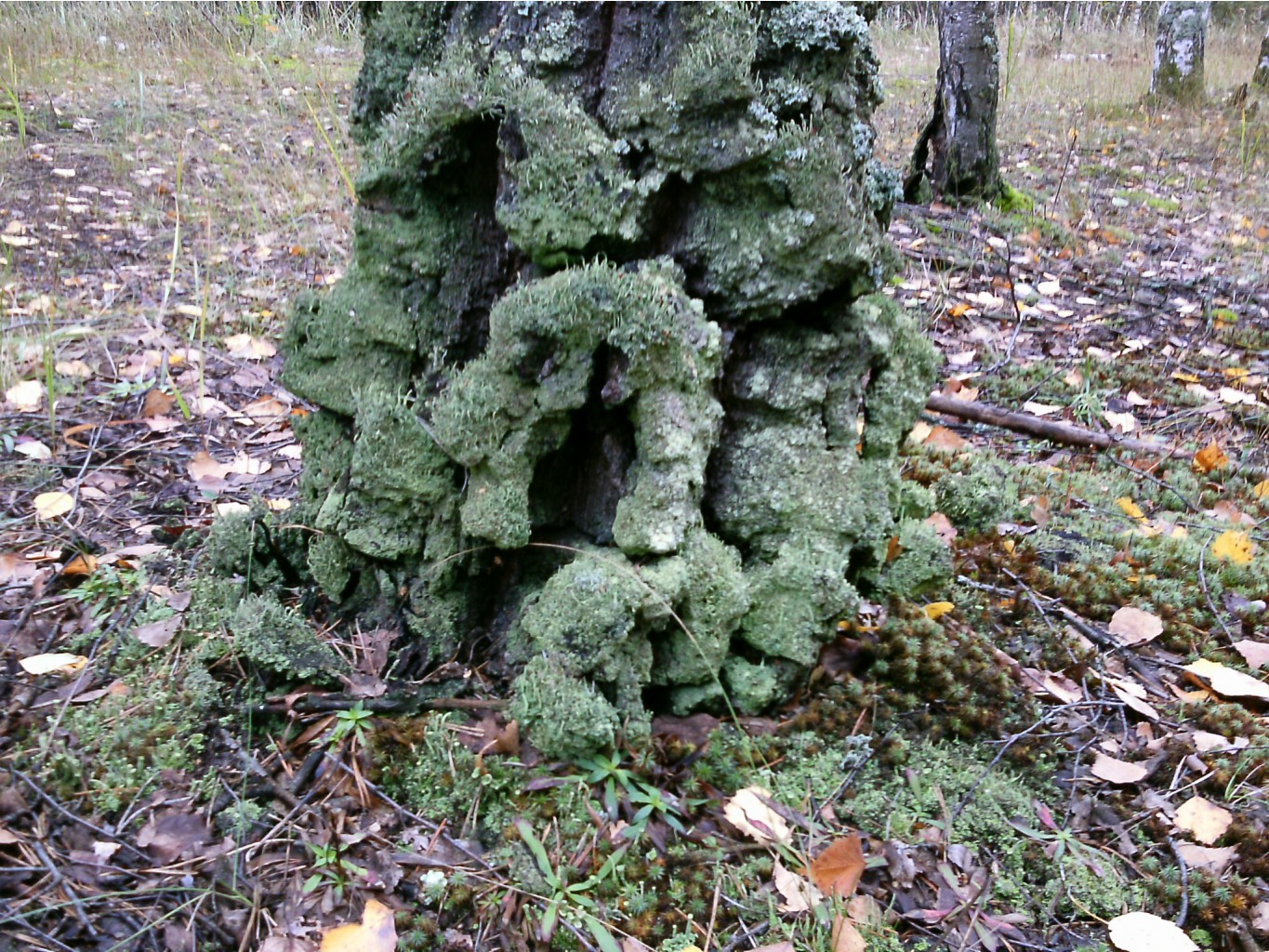 PTDC0349.JPG