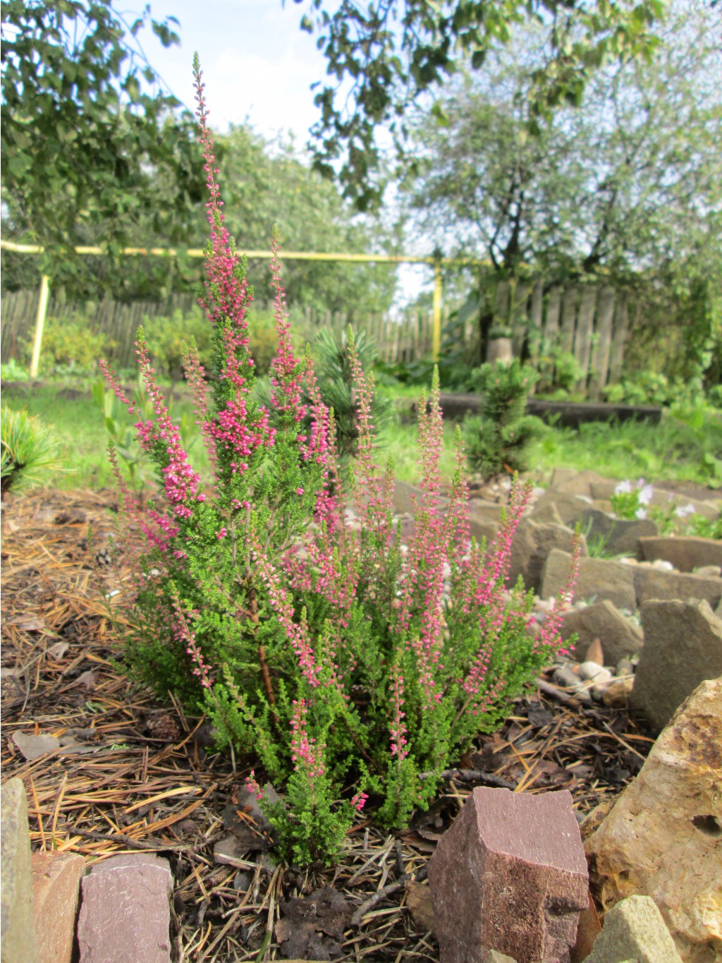 IMG 4589.JPG