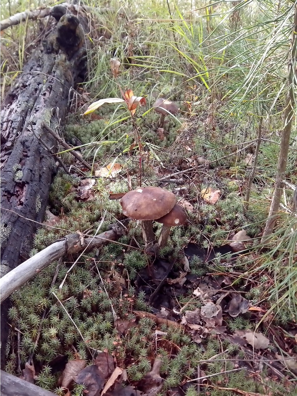 IMG 20160910 125720.jpg