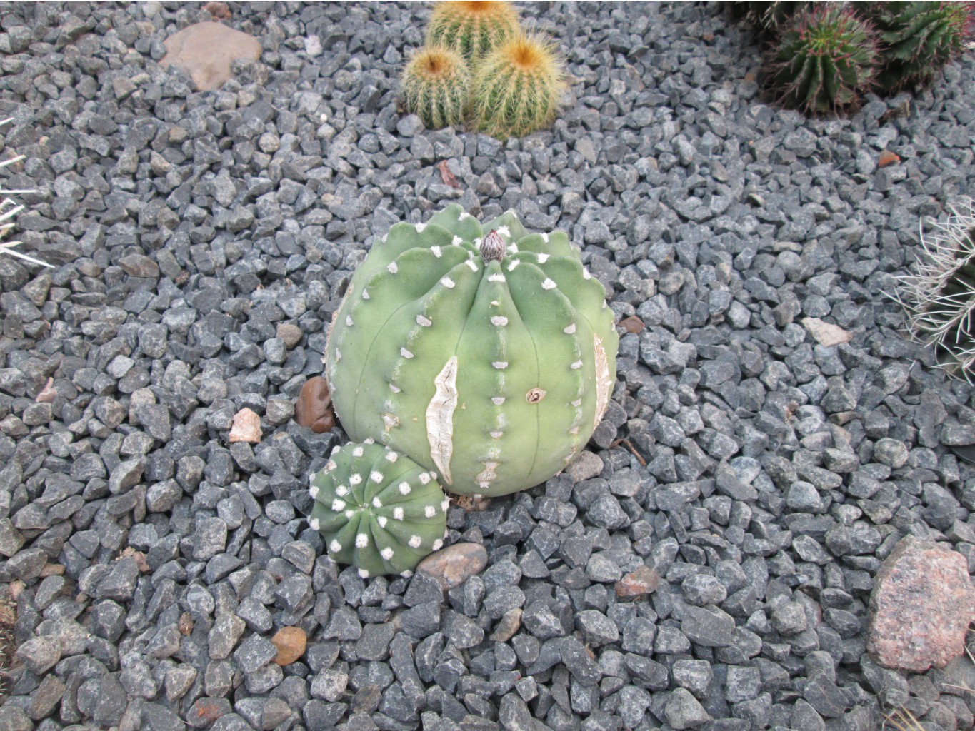 IMG 4562.JPG