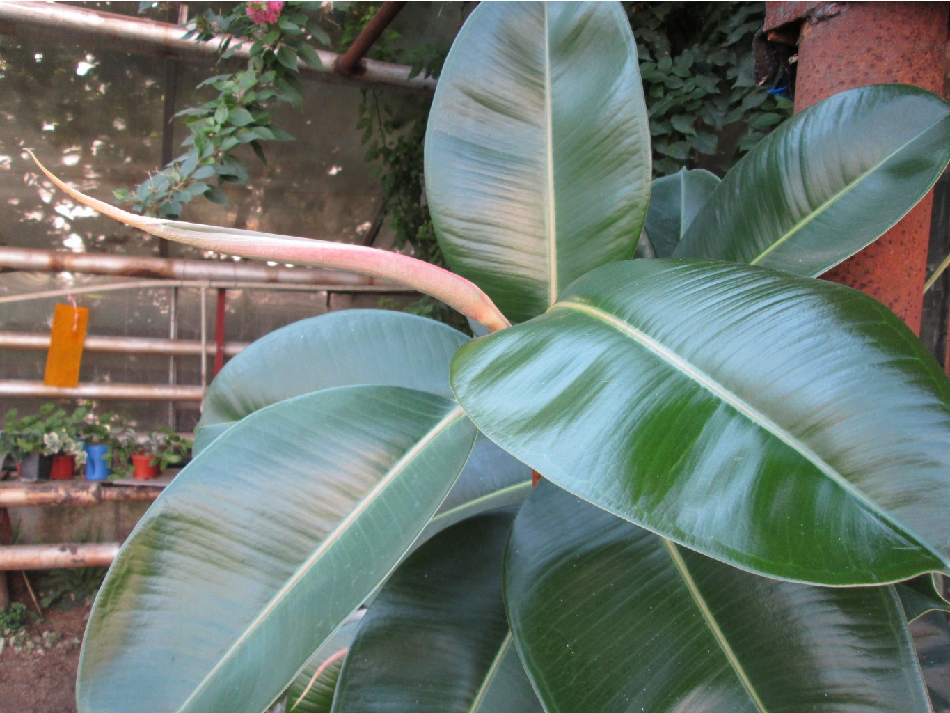 IMG 4573.JPG
