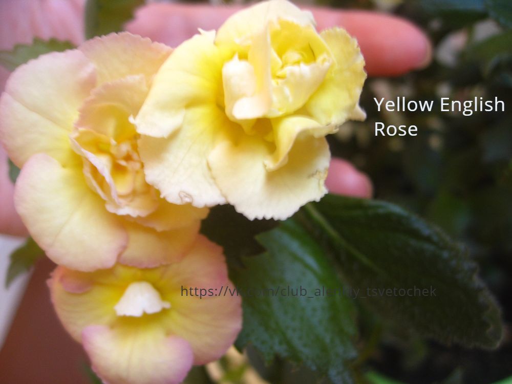 Yellow English Rose