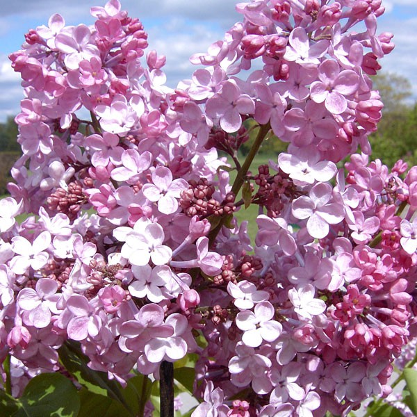 Syringa hyacinthiflora Maiden's Blush