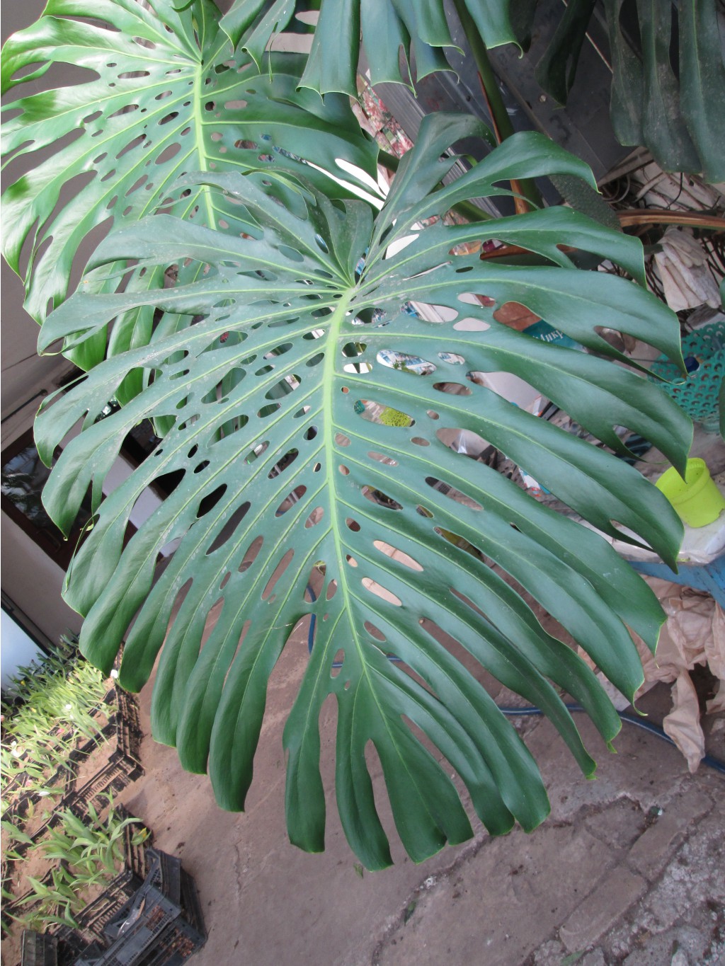IMG 4564.JPG