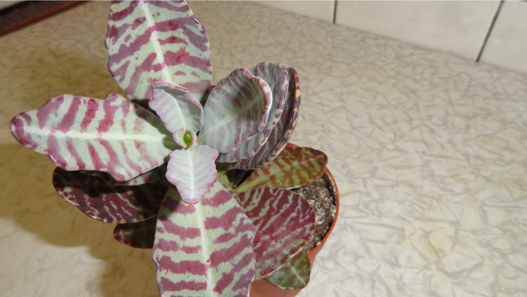  ,   (Kalanchoe mamorata)-   ...