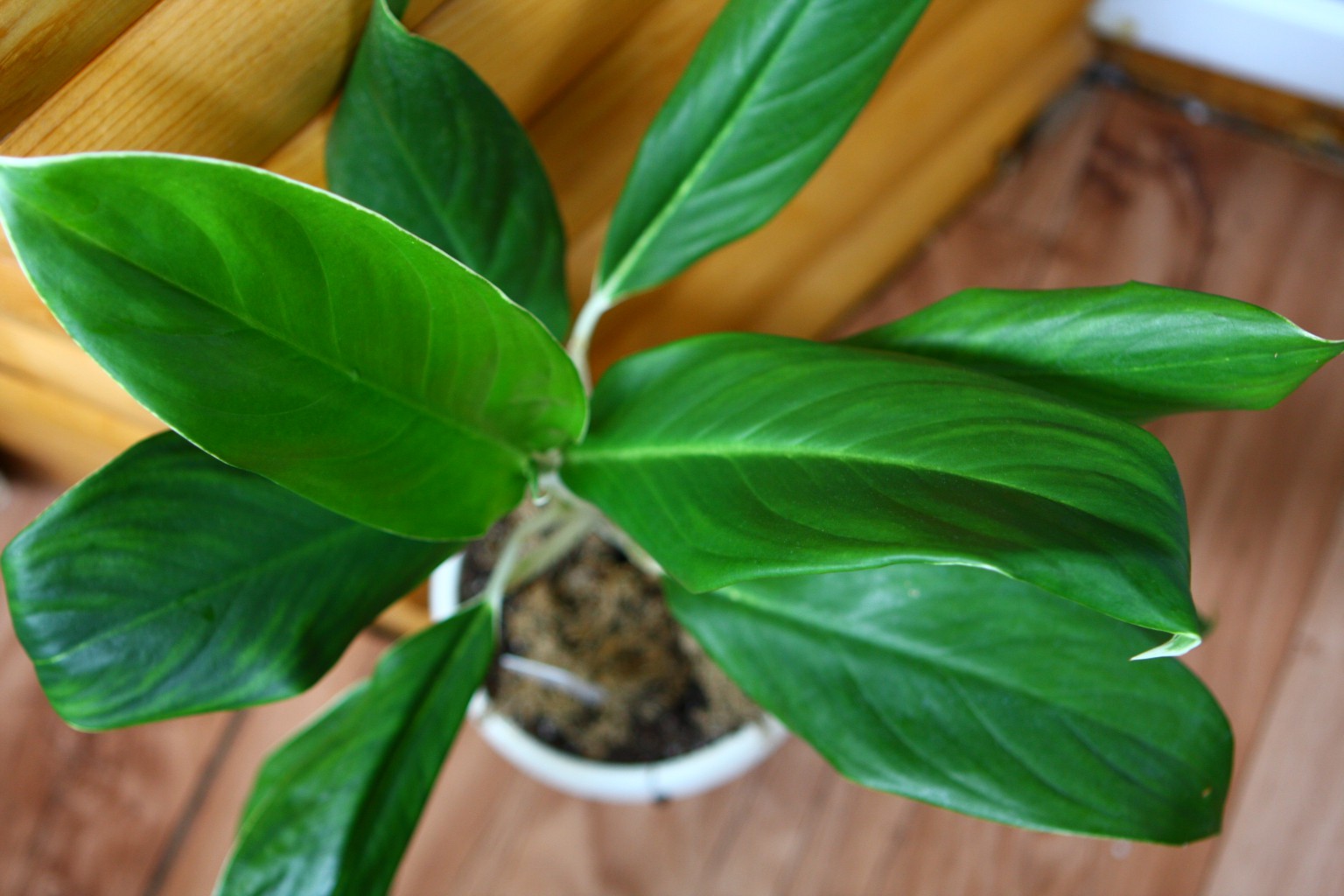 Yok Kanchana Aglaonema