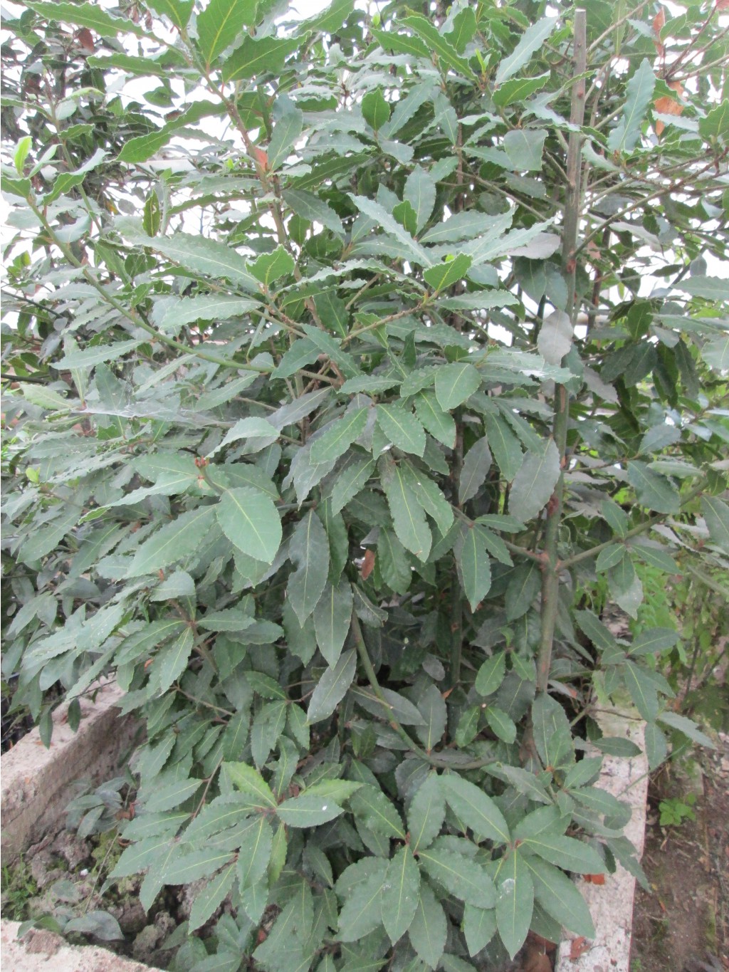 IMG 4581.JPG