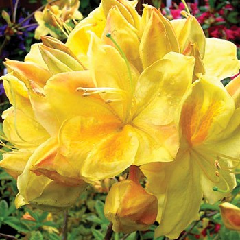 Azalea Golden Sunset