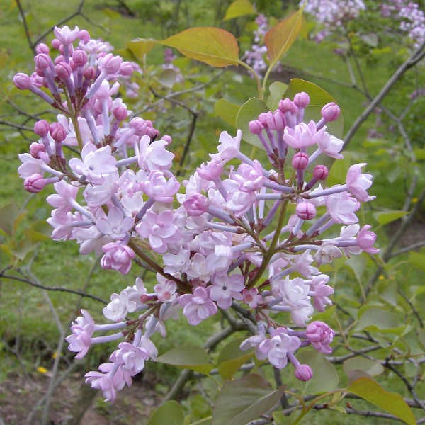  hyacinthiflora Anabel