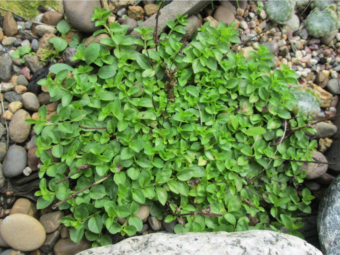 IMG 4598.JPG