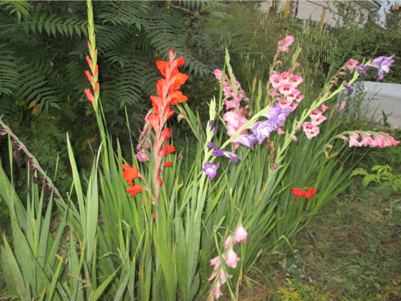 IMG 4545.JPG