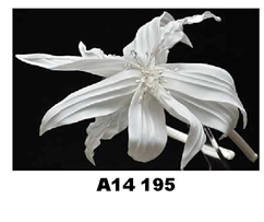 4-195  TRESTELLE   15    556,92