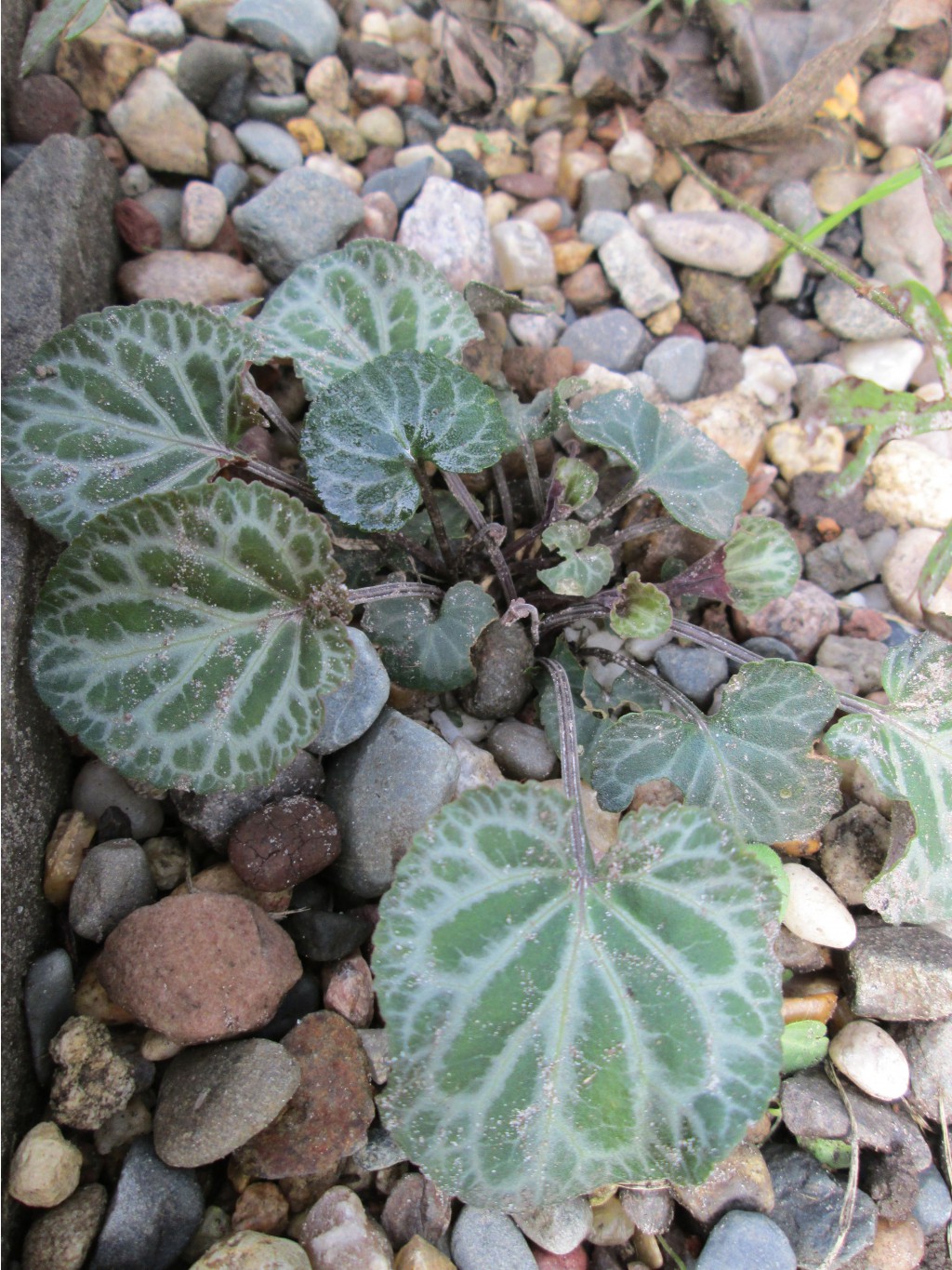 IMG 4587.JPG