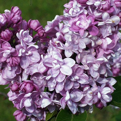      3.5  Syringa vulgaris Addie Tischler