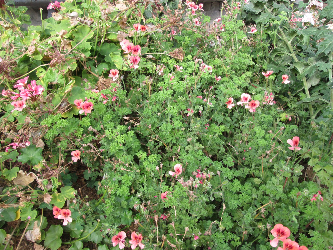 IMG 4568.JPG