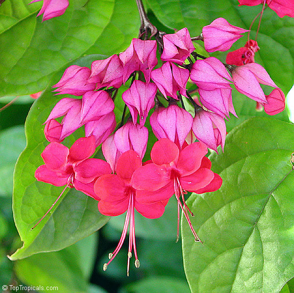   (Clerodendrum speciosissimum) -   ....