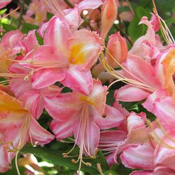 Bouquet de Flore