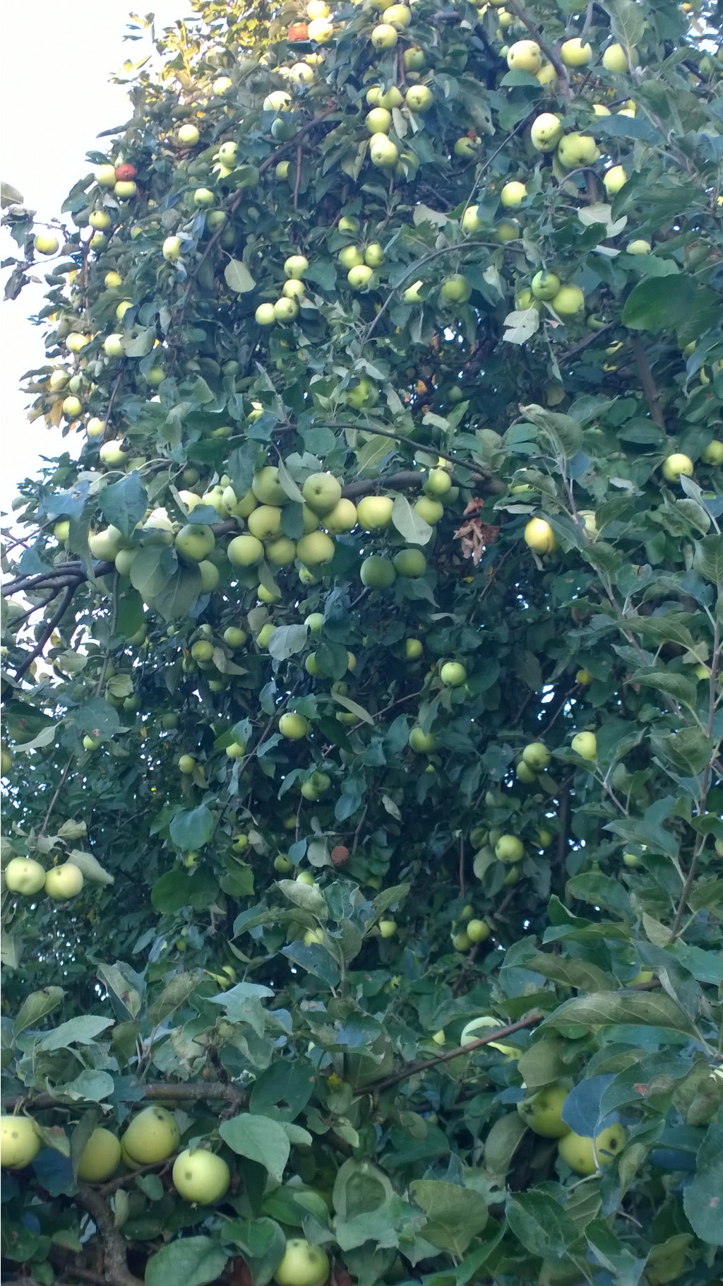 WP 20160810 19 14 06 Pro.jpg