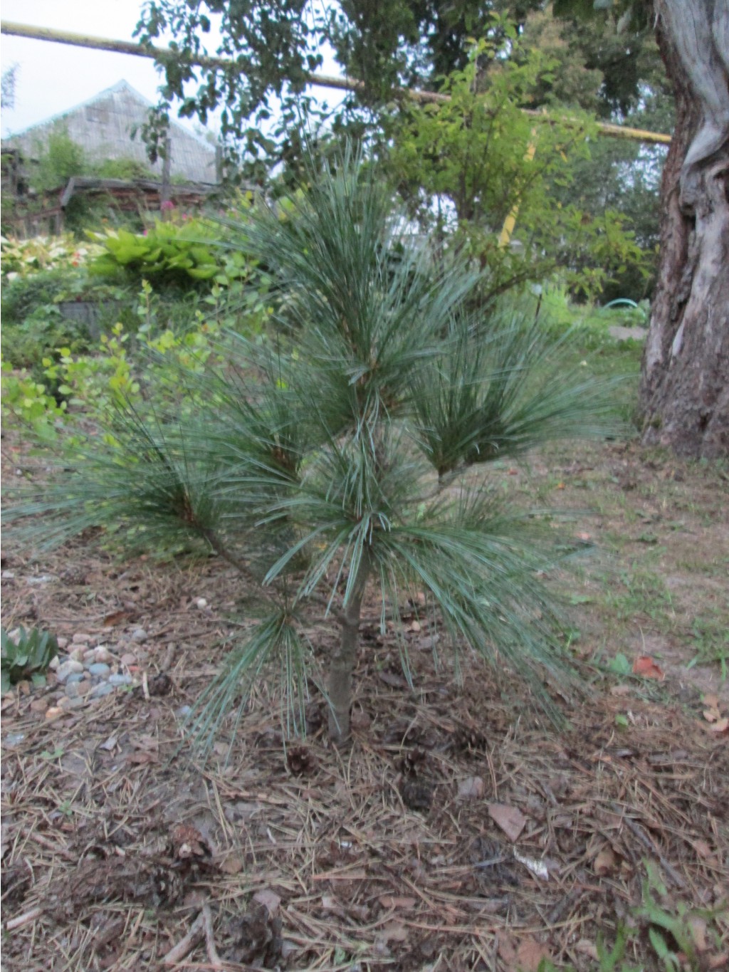 IMG 4550.JPG