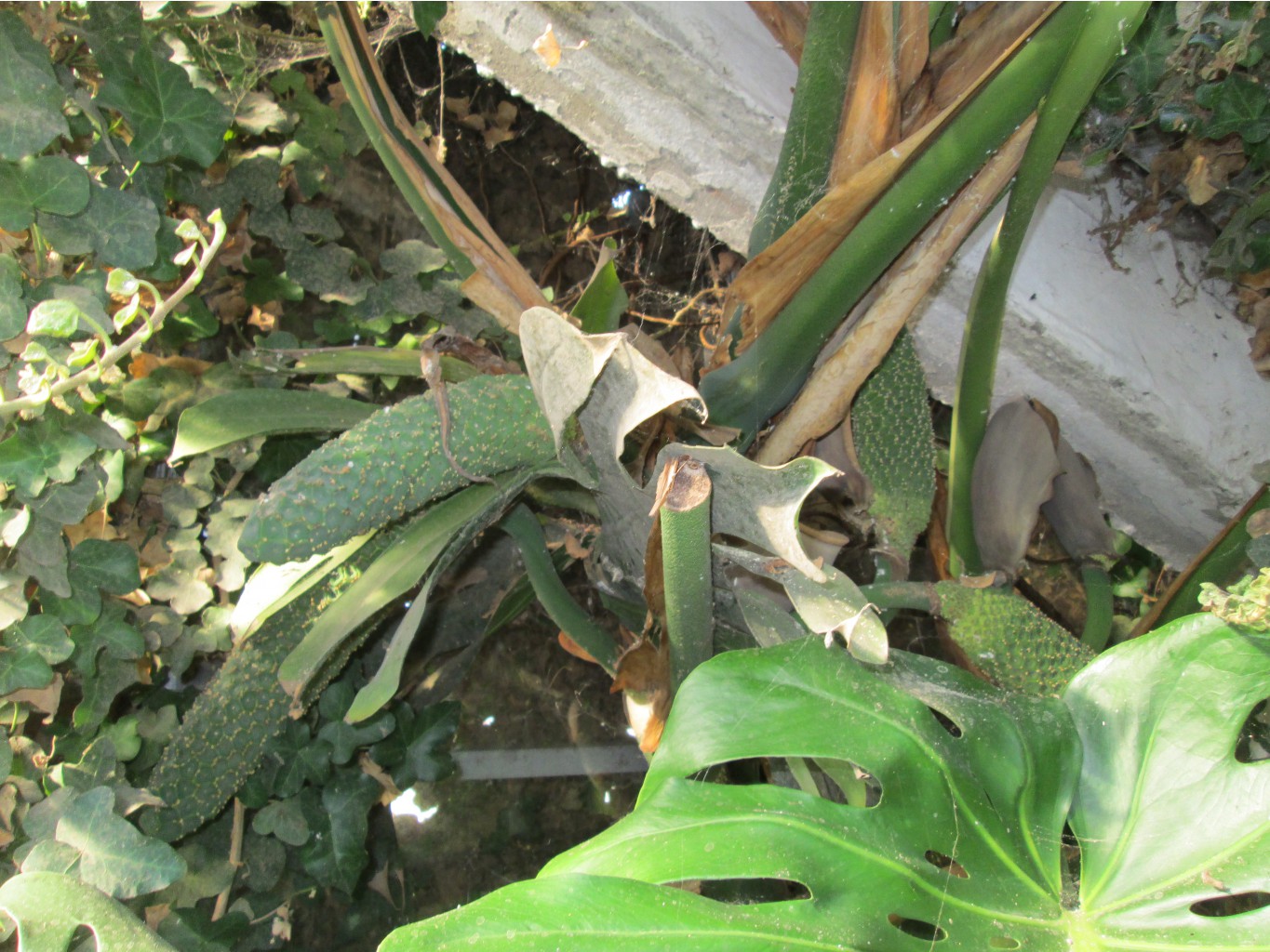 IMG 4566.JPG