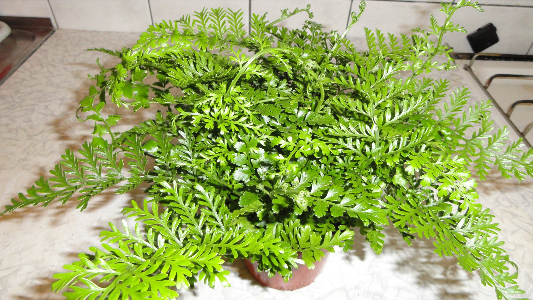  'Parvati ( Asplenium parvati)