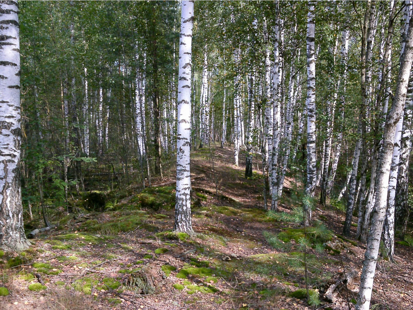 PTDC0339.JPG