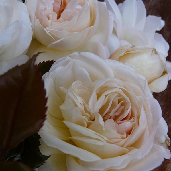 White Fox Rose - 8.48.jpg