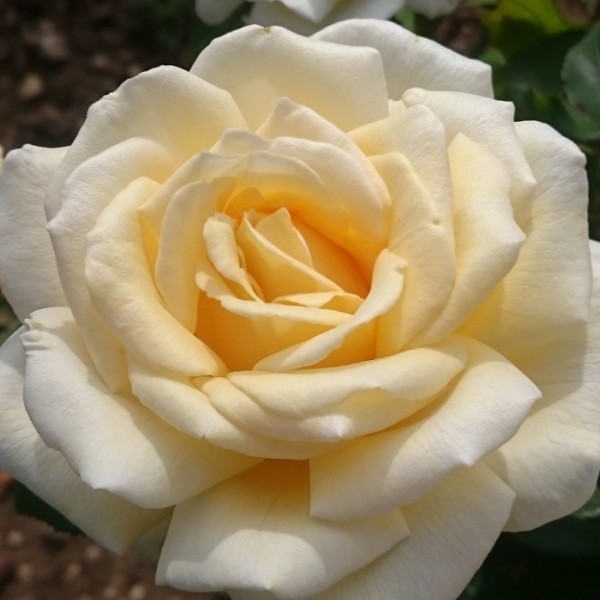 Mary Berry Rose - 8.48.jpg