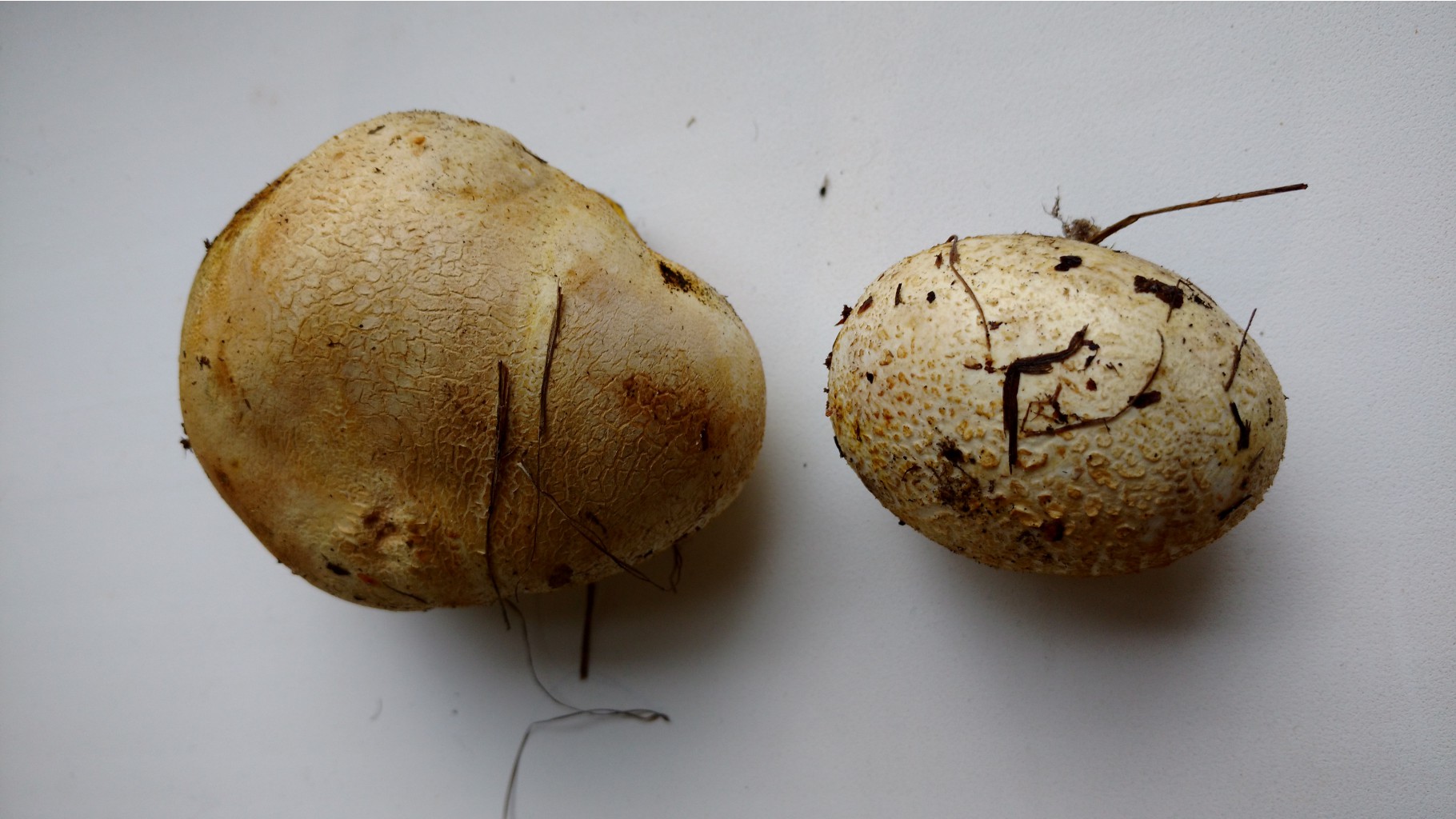 IMG 20160916 154413989.jpg