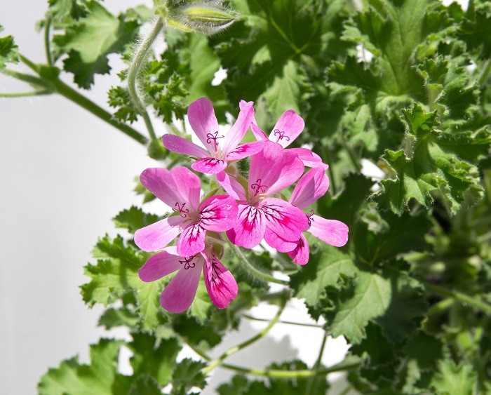 Rose scented Geranium 