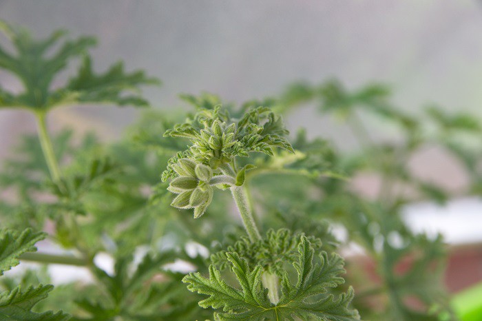 Scented Geranium graveolens