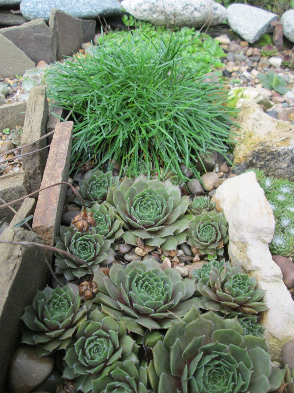 IMG 4607.JPG