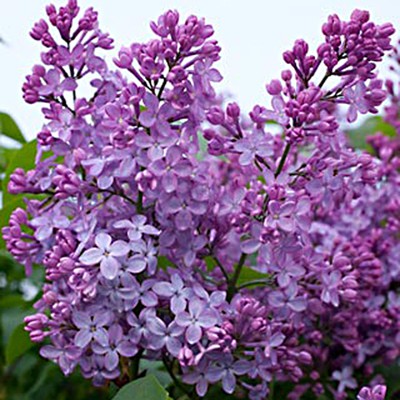 Syringa vulgaris Amethyst