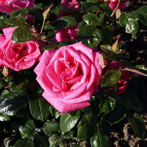 Rosa tea hybrid Lady Like.jpg