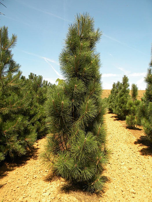 403,5.  Pinus nigra Fastigiata ( 1,5)