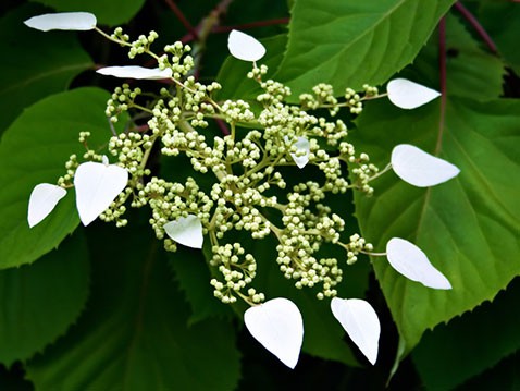 Schizophragma hydrangeoides   2 ltr € 6,73 504,96..jpg