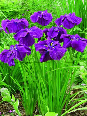 Iris ensata Good Omen     € 2,00 146,00..jpg