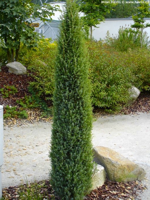 86,7.  Juniperus communis Arnold.jpg