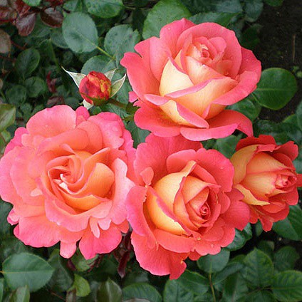 Rosa floribunda Shanty.jpg