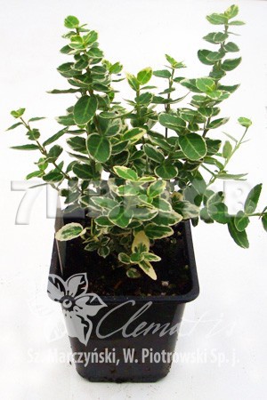 Euonymus fortunei Emerald Gaiety     2 ltr € 3,91 293,46..jpg