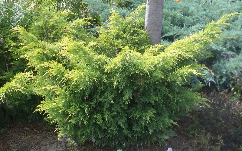 97,2.  Juniperus x pfitzeriana Saybrook Gold_P9 15-20.jpg