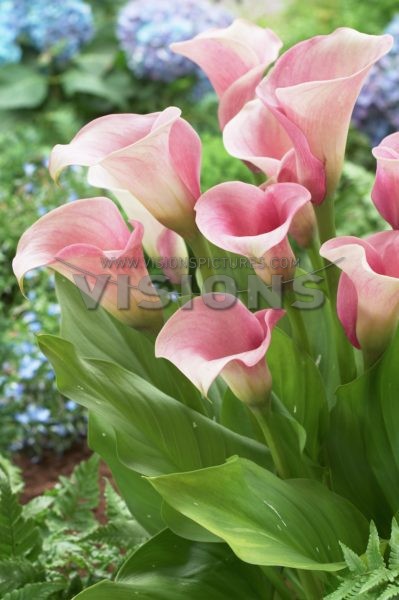 Zantedeschia Captain Rosette.jpg