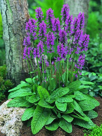 Stachys monieri Hummelo Чистец (Стахис) Монье Хуммело € 1,42 103,66руб..jpg