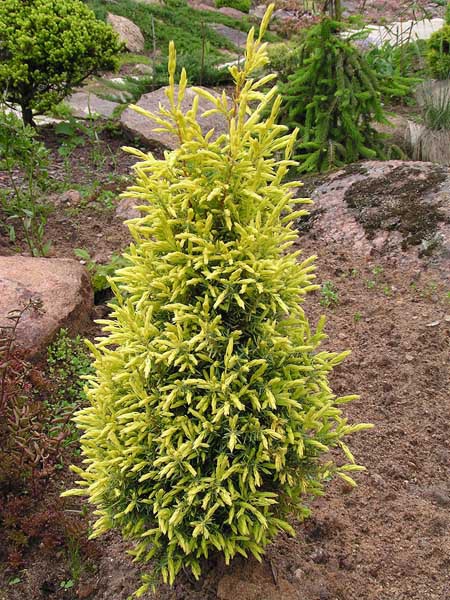 86,7.  Juniperus communis Gold Cone.jpg