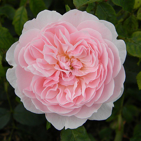 Rosa park Wisley 2008.jpg