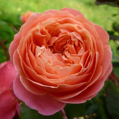 Rosa tea hybrid Mary Ann.jpg