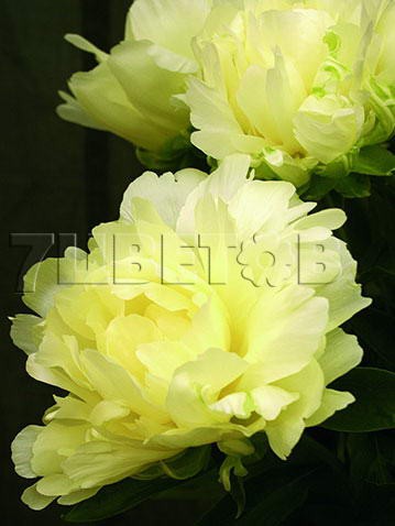 Paeonia lactiflora Goldmine Пион молочноцветковый Голдмайн € 16,84 1 229,32руб..jpg