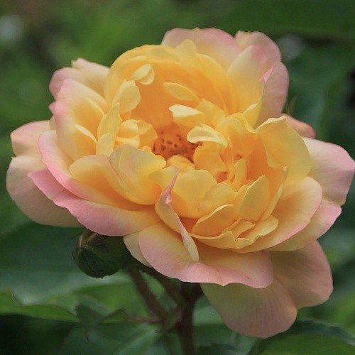 Rosa floribunda Lampion.jpg