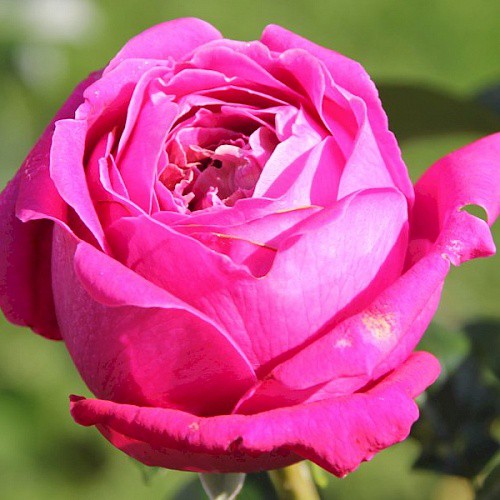 Rosa tea hybrid Senteur Royale.jpg