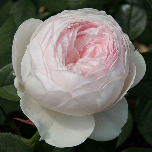 Rosa floribunda Herzogin Christiana.jpg